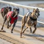 Best sites for greyhound racing bets in South Africa